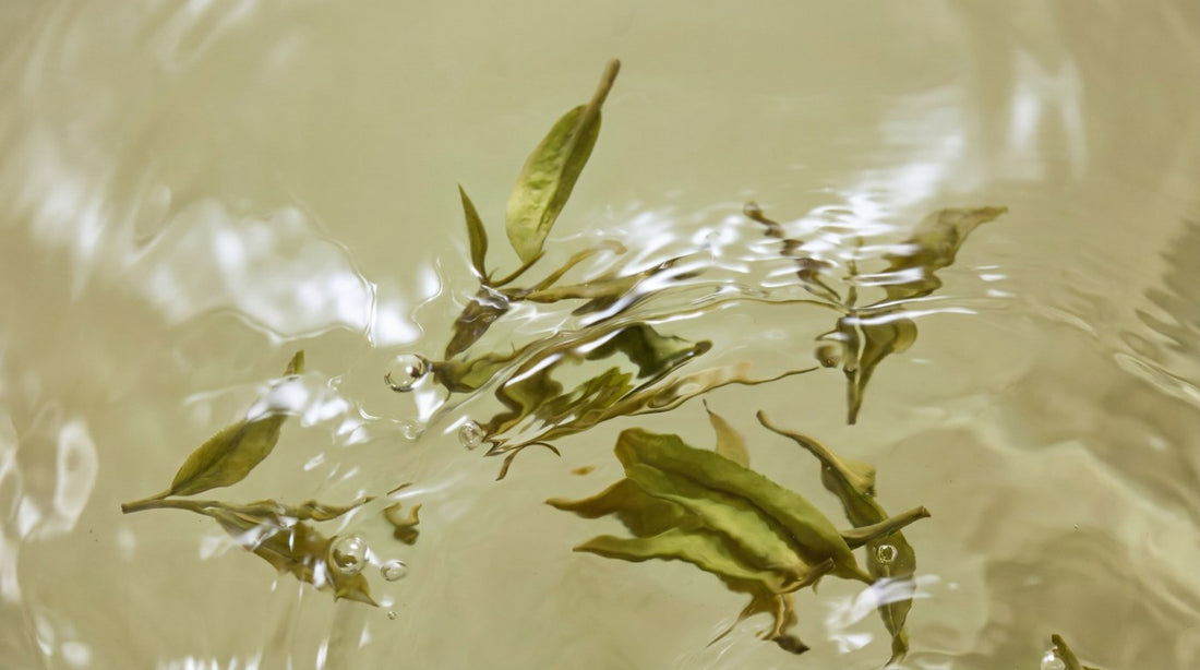 Feuilles de thé vert flottant dans l'eau claire