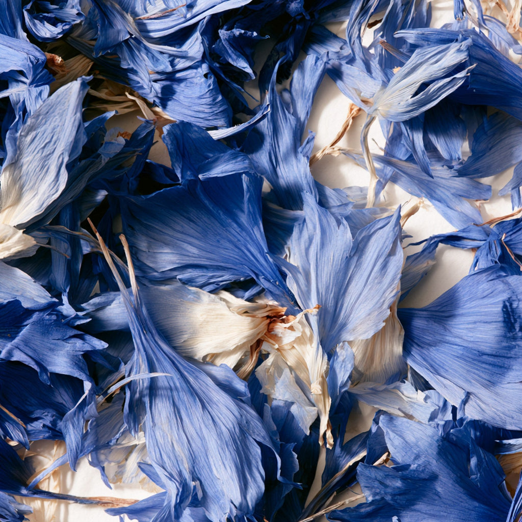 Pétales de bleuet séchés, cueillis à la main en Normandie, sur fond clair