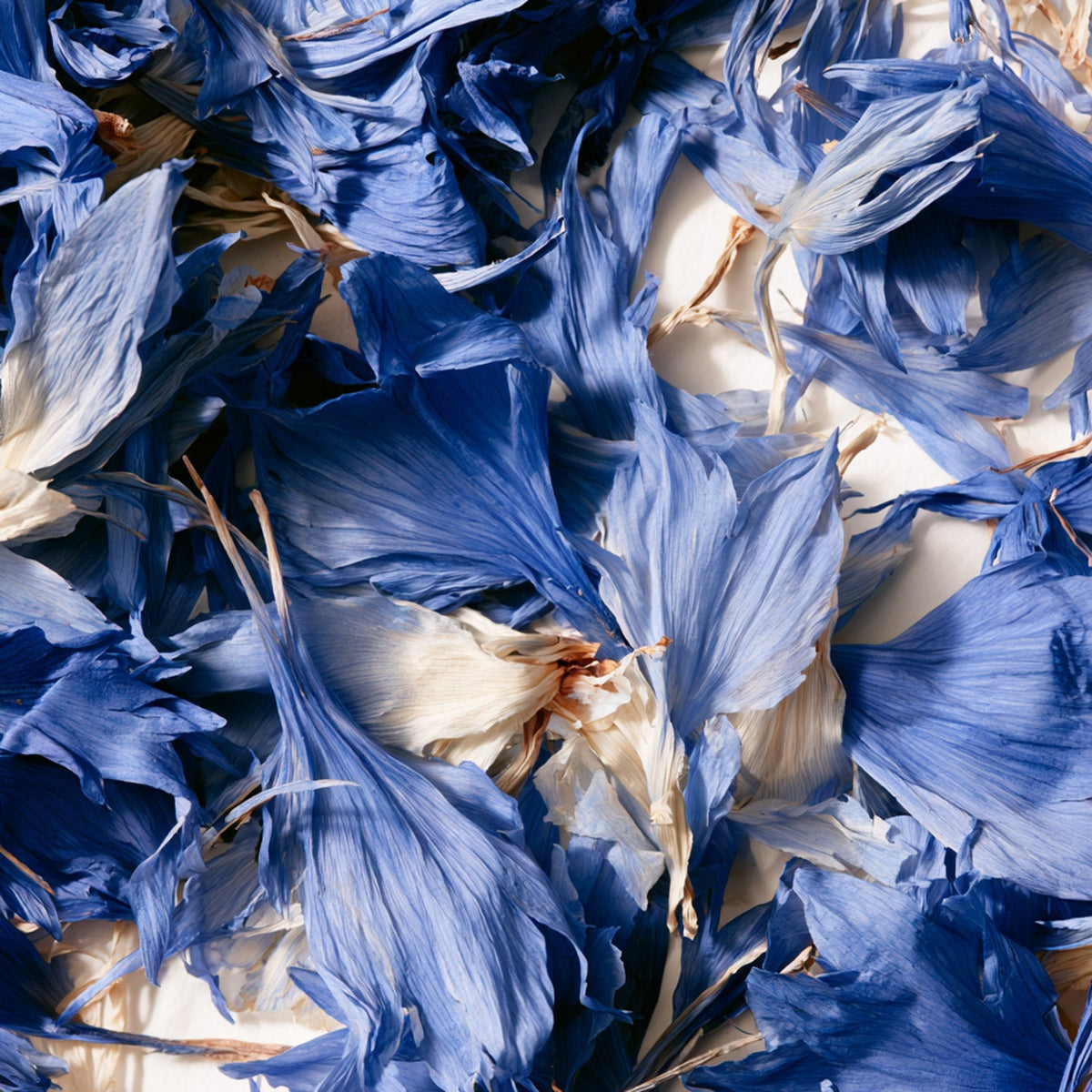 Pétales de bleuet séchés, cueillis à la main en Normandie, sur fond clair