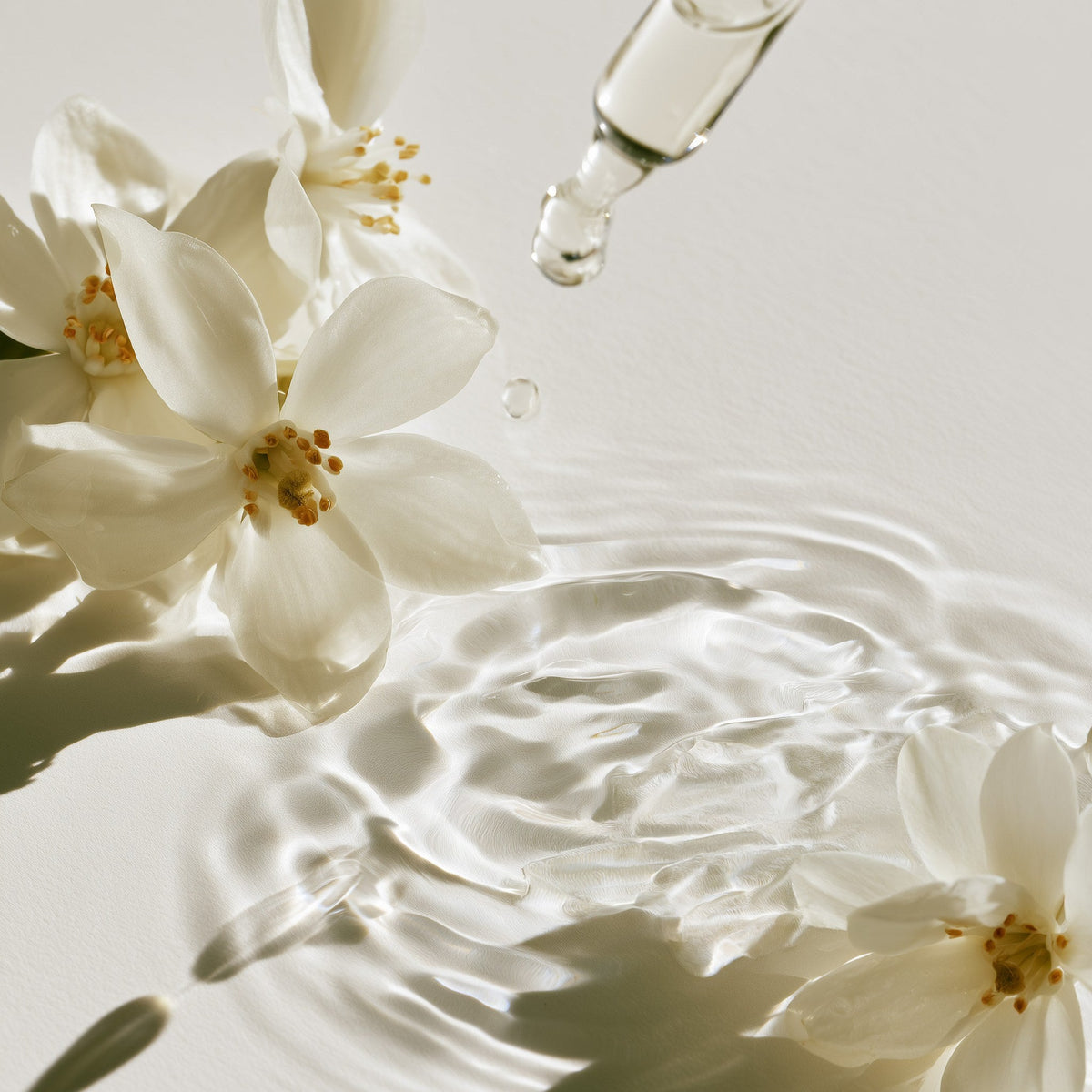 Fleurs d’oranger et goutte d’eau florale tombant d’une pipette à la surface de l’eau